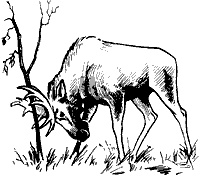 Иллюстрация к книге — Непослушное дитя биосферы. Беседы о поведении человека в компании птиц, зверей и детей [c03p07.jpg]