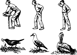 Иллюстрация к книге — Непослушное дитя биосферы. Беседы о поведении человека в компании птиц, зверей и детей [c03p10.jpg]