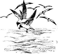 Иллюстрация к книге — Непослушное дитя биосферы. Беседы о поведении человека в компании птиц, зверей и детей [c03p11.jpg]