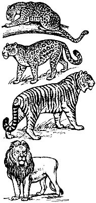 Иллюстрация к книге — Непослушное дитя биосферы. Беседы о поведении человека в компании птиц, зверей и детей [c03p19.jpg]