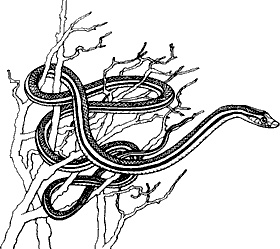 Иллюстрация к книге — Непослушное дитя биосферы. Беседы о поведении человека в компании птиц, зверей и детей [c03p22.jpg]