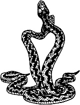 Иллюстрация к книге — Непослушное дитя биосферы. Беседы о поведении человека в компании птиц, зверей и детей [c03p40.jpg]