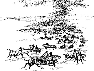 Иллюстрация к книге — Непослушное дитя биосферы. Беседы о поведении человека в компании птиц, зверей и детей [c04p12.jpg]