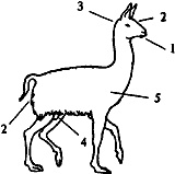 Иллюстрация к книге — Непослушное дитя биосферы. Беседы о поведении человека в компании птиц, зверей и детей [c05p01.jpg]