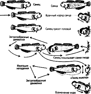 Иллюстрация к книге — Непослушное дитя биосферы. Беседы о поведении человека в компании птиц, зверей и детей [c05p25.jpg]