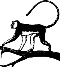 Иллюстрация к книге — Непослушное дитя биосферы. Беседы о поведении человека в компании птиц, зверей и детей [c05p28.jpg]