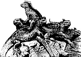 Иллюстрация к книге — Непослушное дитя биосферы. Беседы о поведении человека в компании птиц, зверей и детей [c06p02.jpg]