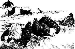 Иллюстрация к книге — Непослушное дитя биосферы. Беседы о поведении человека в компании птиц, зверей и детей [c06p03.jpg]