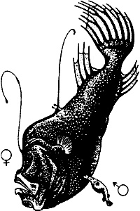 Иллюстрация к книге — Непослушное дитя биосферы. Беседы о поведении человека в компании птиц, зверей и детей [c06p06.jpg]