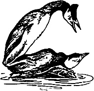 Иллюстрация к книге — Непослушное дитя биосферы. Беседы о поведении человека в компании птиц, зверей и детей [c06p13.jpg]