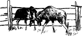 Иллюстрация к книге — Непослушное дитя биосферы. Беседы о поведении человека в компании птиц, зверей и детей [c07p03.jpg]