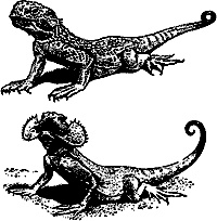 Иллюстрация к книге — Непослушное дитя биосферы. Беседы о поведении человека в компании птиц, зверей и детей [c07p05.jpg]