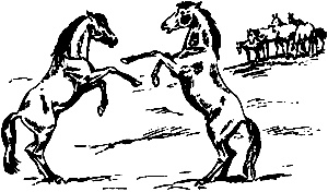 Иллюстрация к книге — Непослушное дитя биосферы. Беседы о поведении человека в компании птиц, зверей и детей [c07p10.jpg]