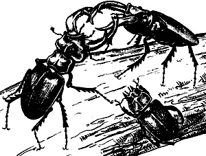 Иллюстрация к книге — Непослушное дитя биосферы. Беседы о поведении человека в компании птиц, зверей и детей [c07p13.jpg]