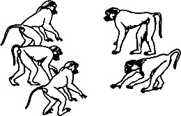 Иллюстрация к книге — Непослушное дитя биосферы. Беседы о поведении человека в компании птиц, зверей и детей [c07p18.jpg]