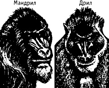 Иллюстрация к книге — Непослушное дитя биосферы. Беседы о поведении человека в компании птиц, зверей и детей [c07p28.jpg]