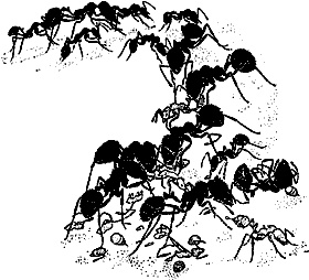 Иллюстрация к книге — Непослушное дитя биосферы. Беседы о поведении человека в компании птиц, зверей и детей [c07p35.jpg]