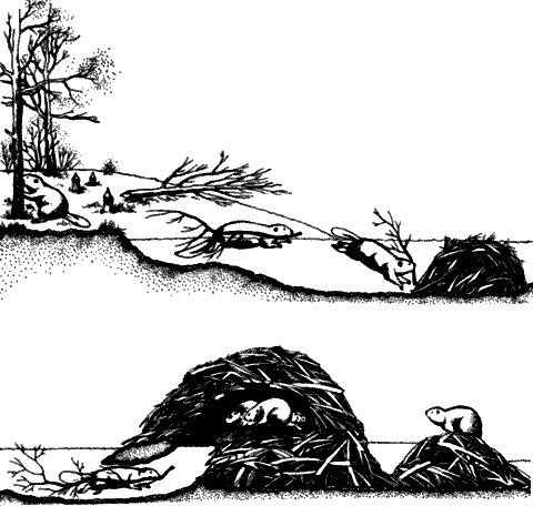 Иллюстрация к книге — Непослушное дитя биосферы. Беседы о поведении человека в компании птиц, зверей и детей [c07p50.jpg]