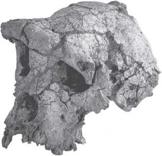 Иллюстрация к книге — Рассказ предка. Паломничество к истокам жизни [i_006.jpg]