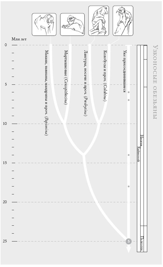 Иллюстрация к книге — Рассказ предка. Паломничество к истокам жизни [i_020.jpg]
