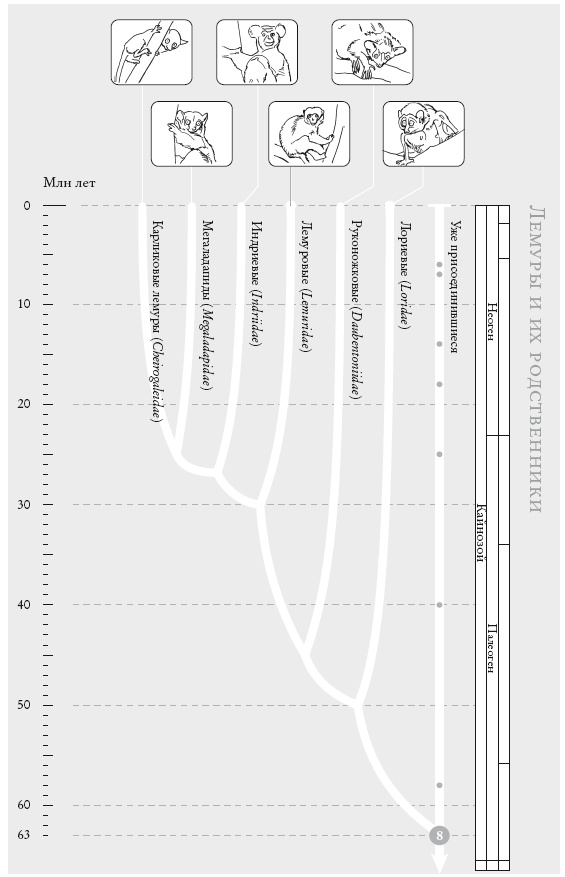 Иллюстрация к книге — Рассказ предка. Паломничество к истокам жизни [i_024.jpg]
