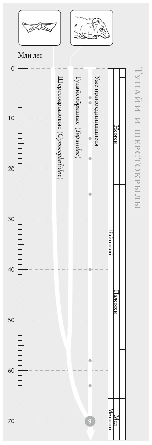 Иллюстрация к книге — Рассказ предка. Паломничество к истокам жизни [i_025.jpg]