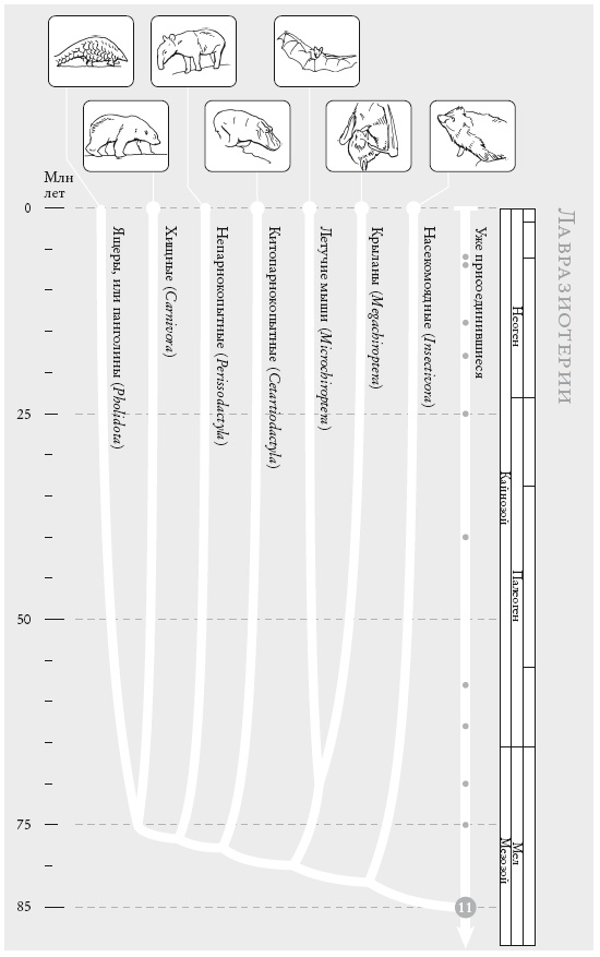Иллюстрация к книге — Рассказ предка. Паломничество к истокам жизни [i_027.jpg]