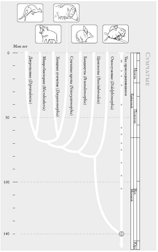 Иллюстрация к книге — Рассказ предка. Паломничество к истокам жизни [i_032.jpg]