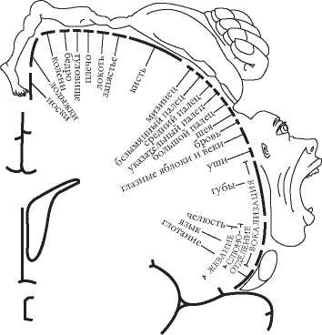 Иллюстрация к книге — Рассказ предка. Паломничество к истокам жизни [i_035.jpg]