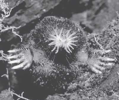 Иллюстрация к книге — Рассказ предка. Паломничество к истокам жизни [i_037.jpg]