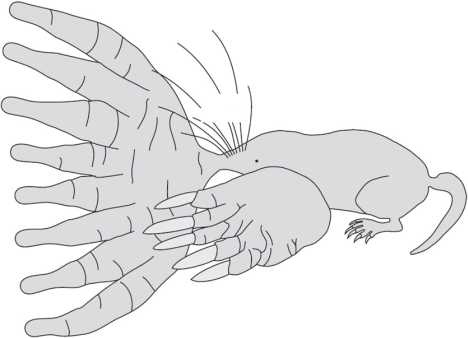 Иллюстрация к книге — Рассказ предка. Паломничество к истокам жизни [i_038.jpg]