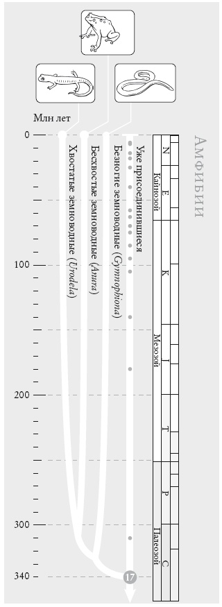 Иллюстрация к книге — Рассказ предка. Паломничество к истокам жизни [i_043.jpg]