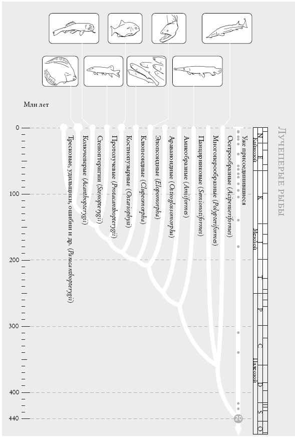 Иллюстрация к книге — Рассказ предка. Паломничество к истокам жизни [i_048.jpg]