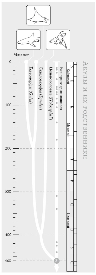 Иллюстрация к книге — Рассказ предка. Паломничество к истокам жизни [i_049.jpg]
