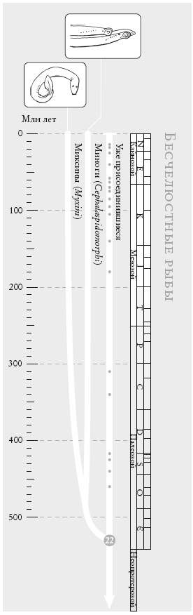Иллюстрация к книге — Рассказ предка. Паломничество к истокам жизни [i_050.jpg]