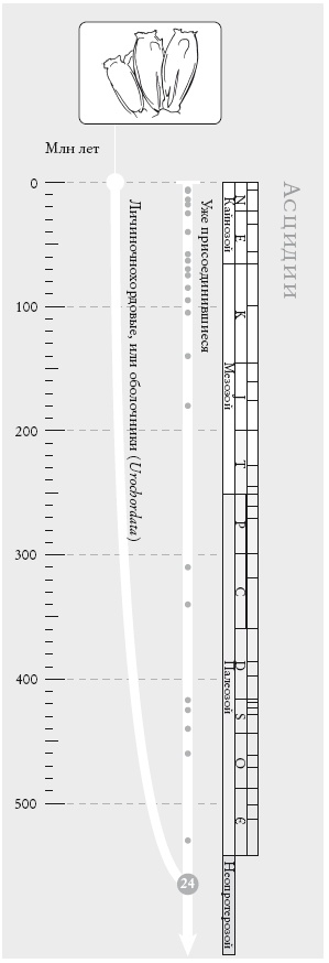 Иллюстрация к книге — Рассказ предка. Паломничество к истокам жизни [i_052.jpg]