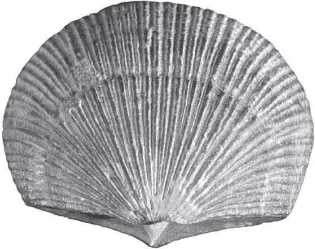 Иллюстрация к книге — Рассказ предка. Паломничество к истокам жизни [i_055.jpg]