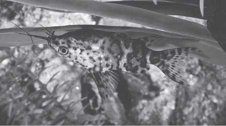 Иллюстрация к книге — Рассказ предка. Паломничество к истокам жизни [i_056.jpg]