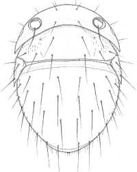 Иллюстрация к книге — Рассказ предка. Паломничество к истокам жизни [i_059.jpg]