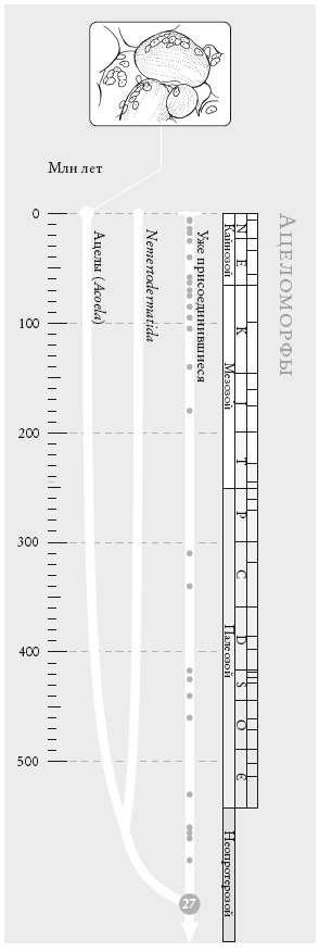 Иллюстрация к книге — Рассказ предка. Паломничество к истокам жизни [i_065.jpg]