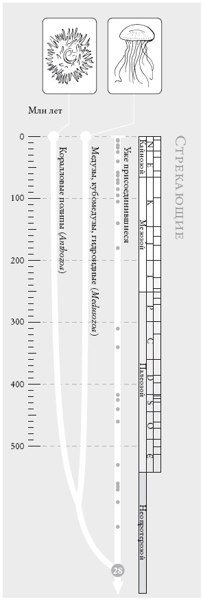 Иллюстрация к книге — Рассказ предка. Паломничество к истокам жизни [i_066.jpg]