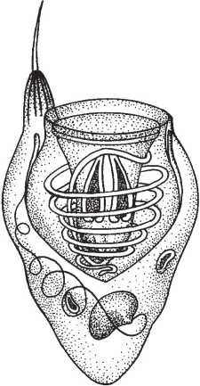 Иллюстрация к книге — Рассказ предка. Паломничество к истокам жизни [i_067.jpg]