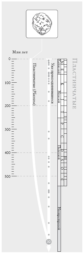 Иллюстрация к книге — Рассказ предка. Паломничество к истокам жизни [i_069.jpg]