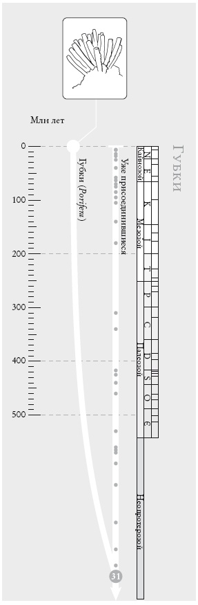 Иллюстрация к книге — Рассказ предка. Паломничество к истокам жизни [i_070.jpg]