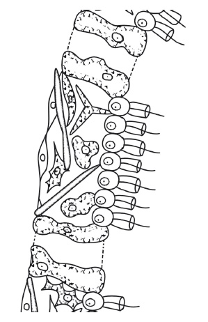 Иллюстрация к книге — Рассказ предка. Паломничество к истокам жизни [i_071.jpg]