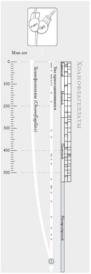Иллюстрация к книге — Рассказ предка. Паломничество к истокам жизни [i_072.jpg]
