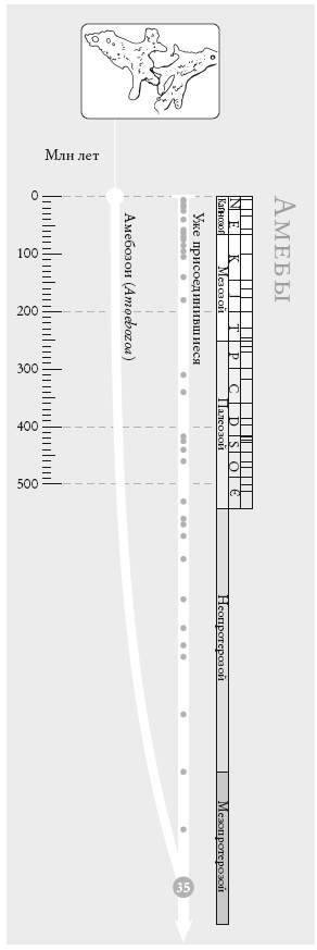 Иллюстрация к книге — Рассказ предка. Паломничество к истокам жизни [i_076.jpg]