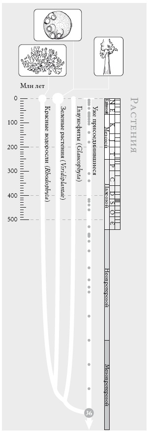 Иллюстрация к книге — Рассказ предка. Паломничество к истокам жизни [i_077.jpg]