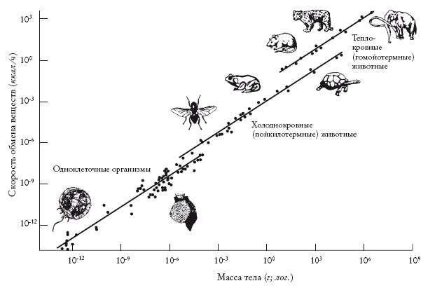 Иллюстрация к книге — Рассказ предка. Паломничество к истокам жизни [i_079.jpg]