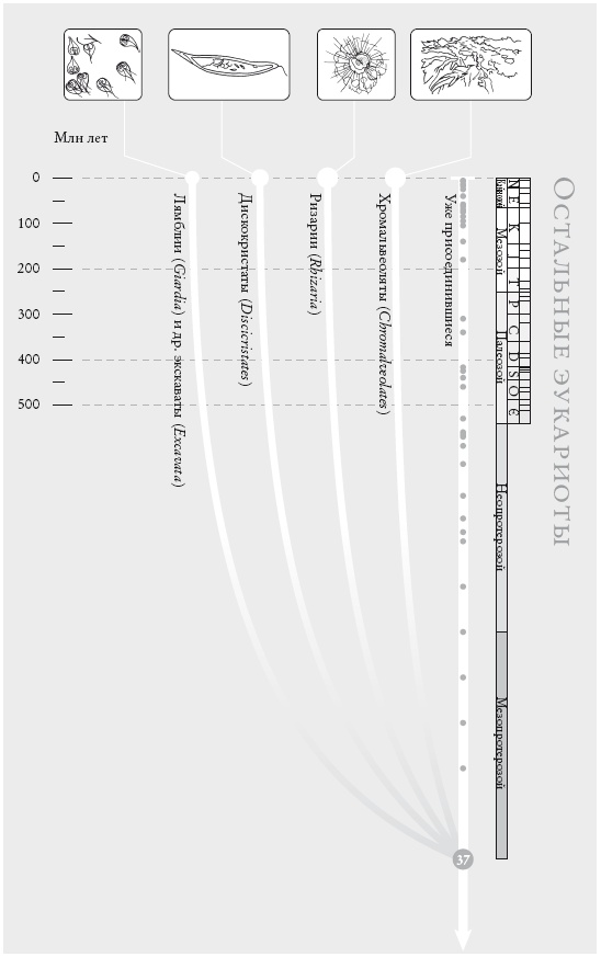 Иллюстрация к книге — Рассказ предка. Паломничество к истокам жизни [i_081.jpg]
